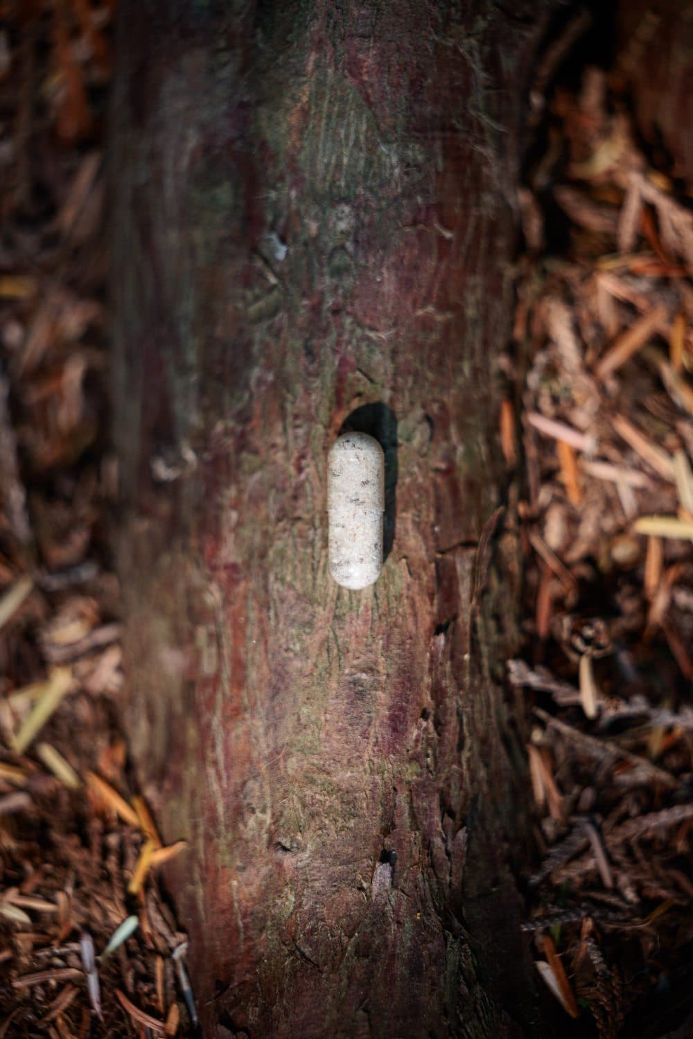A seed capsule tucked into forest bark