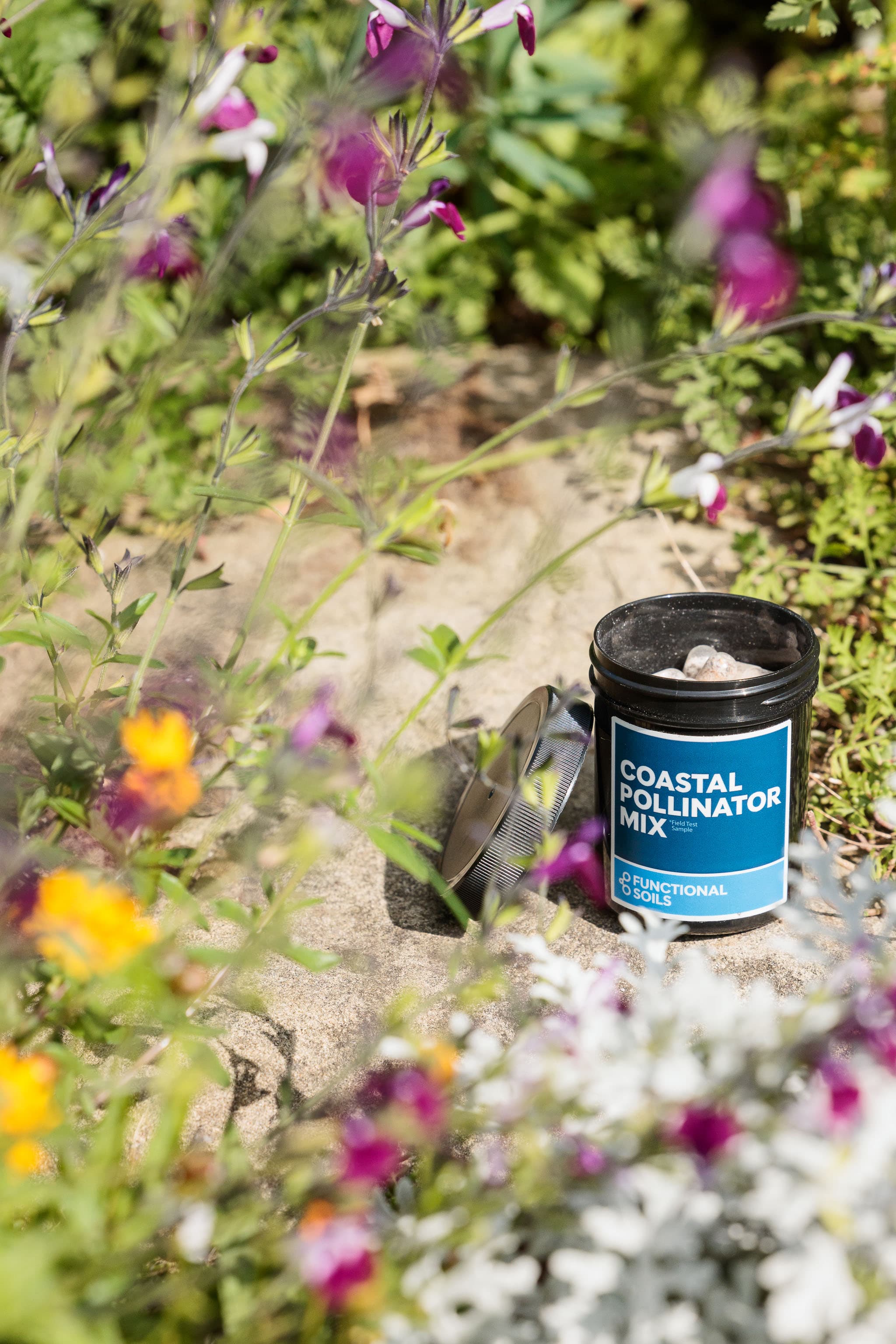 An open Coastal Pollinator Mix jar among wildflowers