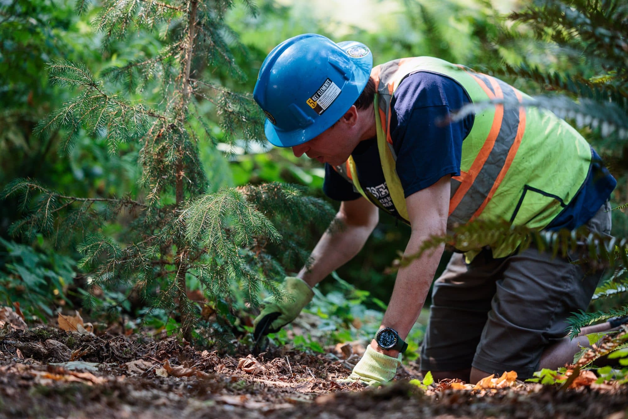 An arborist in hi-vis planting a young conifer in the forest