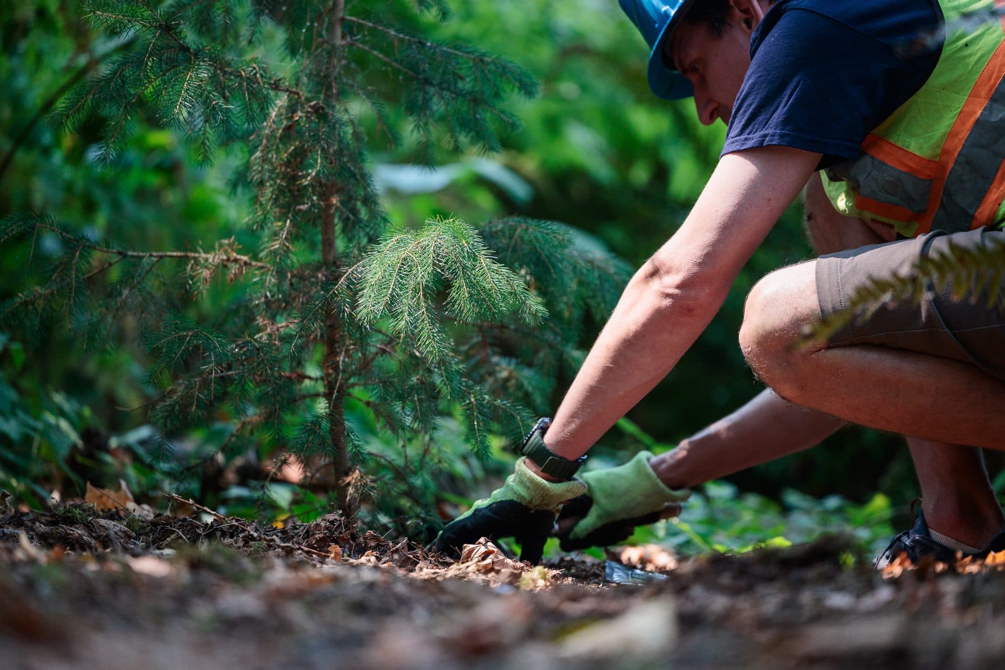 A landscaper planting into a bed beside a young conifer